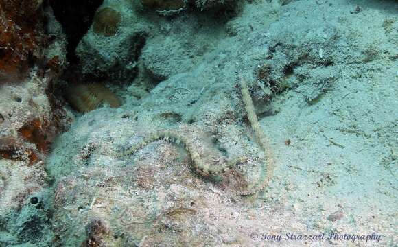 Plancia ëd Corythoichthys haematopterus (Bleeker 1851)