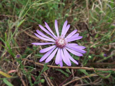 Image de Symphyotrichum georgianum (Alexander) G. L. Nesom