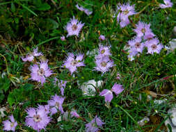 صورة Dianthus sternbergii Sibth.