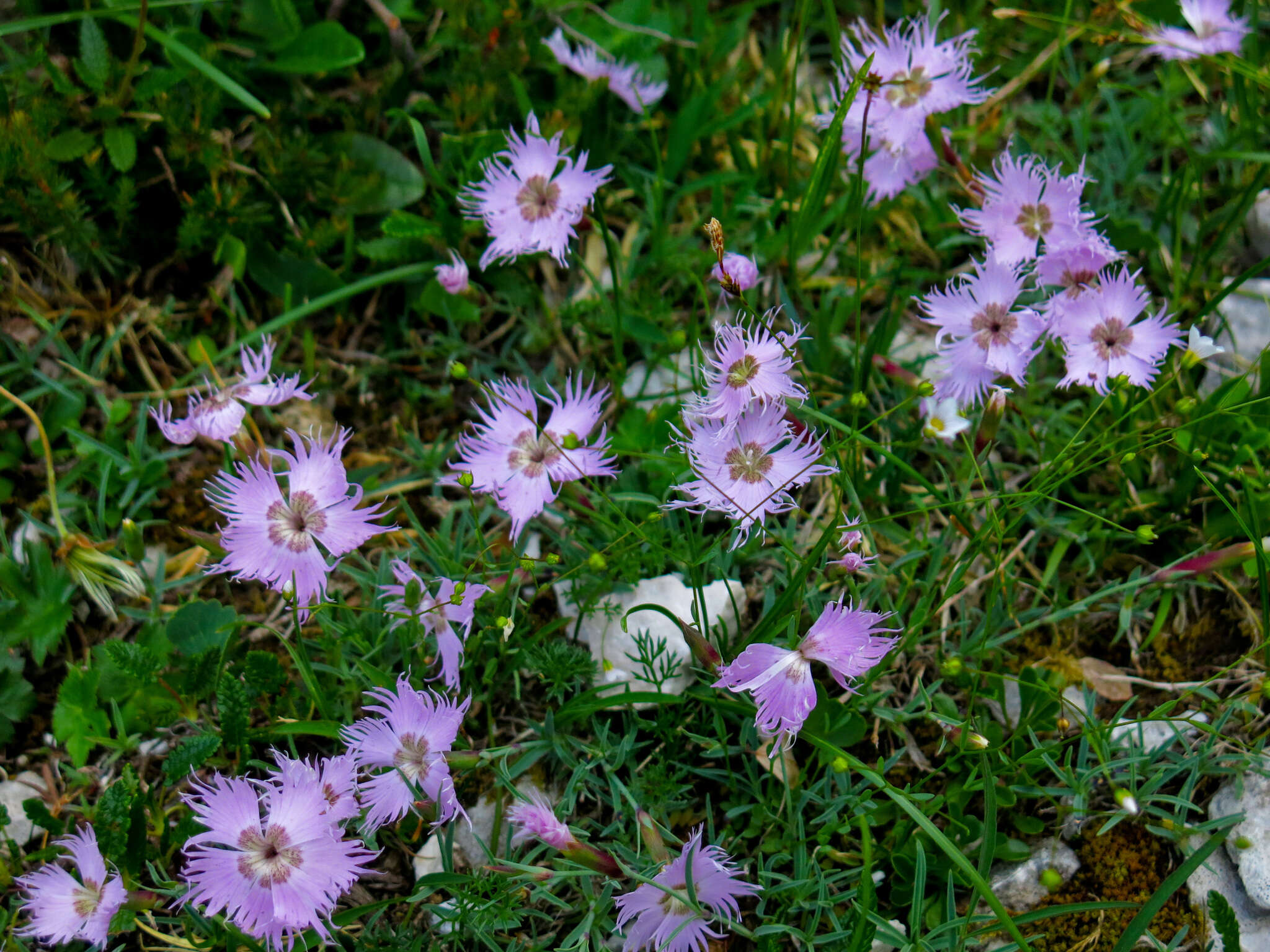 Sivun Dianthus sternbergii Sibth. kuva