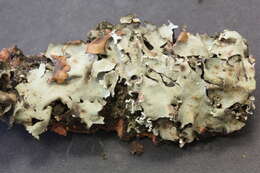 Image of parmotrema lichen