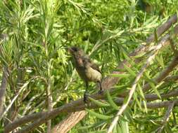 Image of Seychelles Sunbird