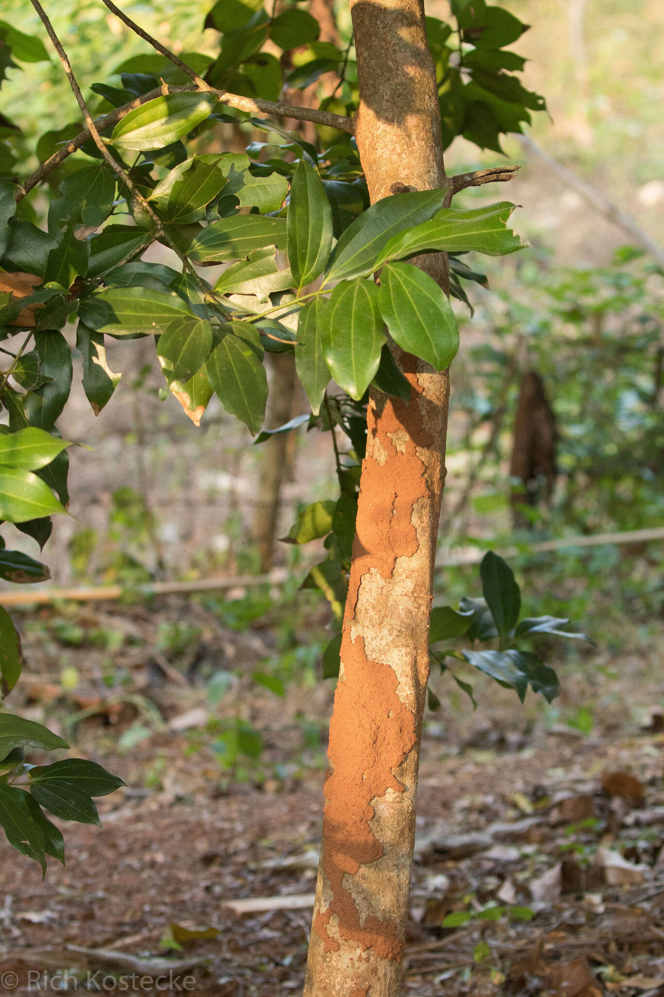 Image de Cannelier de Ceylan