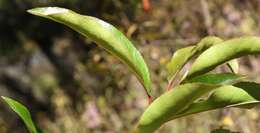 Image of African Almond