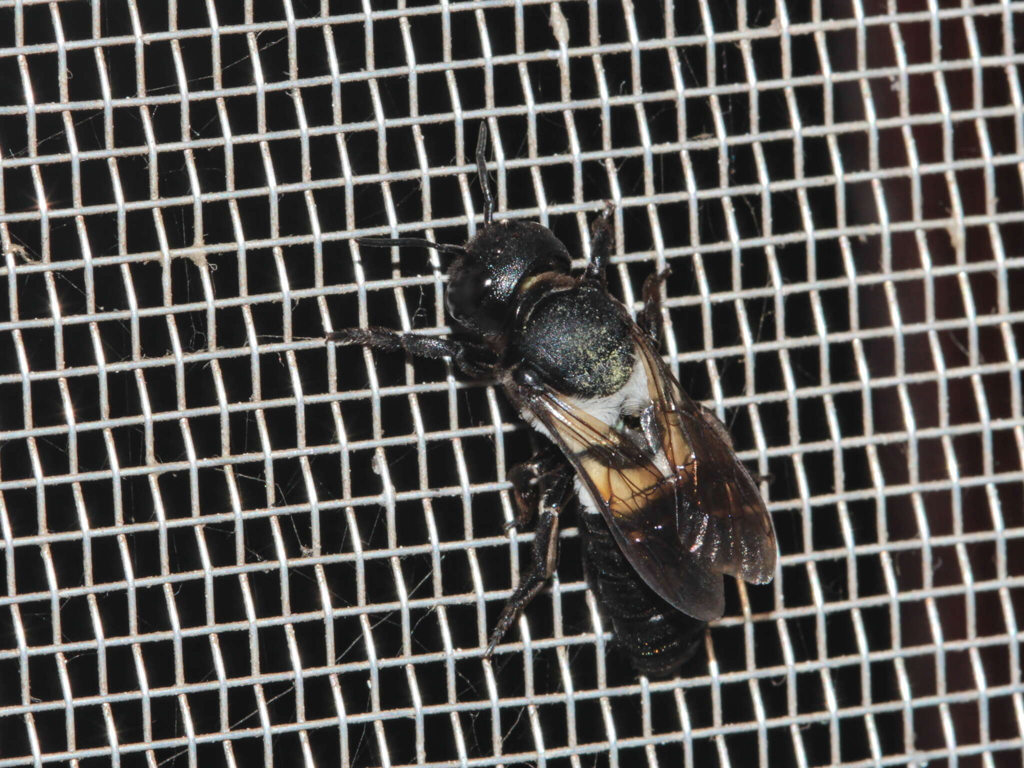 Image of Megachile disjuncta (Fabricius 1781)