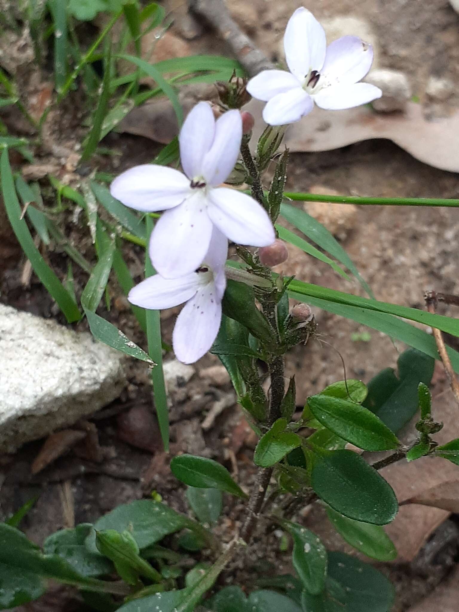 Image de Pseuderanthemum variabile (R. Br.) Radlk.