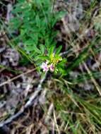 Lespedeza virginica (L.) Britton的圖片