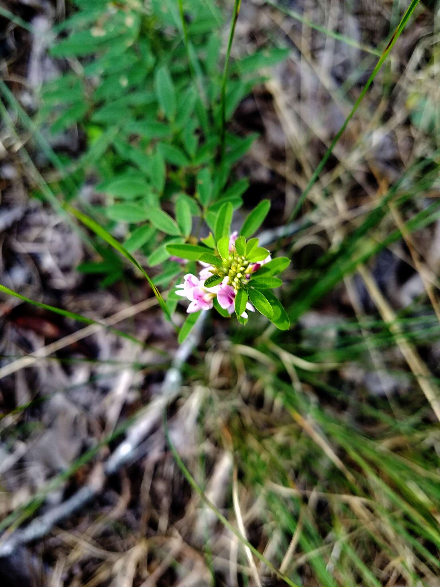 Слика од Lespedeza virginica (L.) Britton