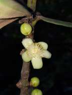 Image of Garcinia pervillei (Planch. & Triana) Vesque