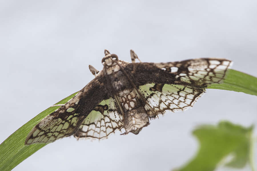 Sivun Omphisa anastomosalis Guenée 1854 kuva