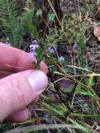 Слика од Euphrasia stricta D. Wolff ex J. F. Lehm.