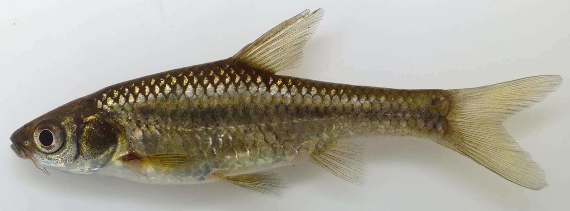 Image of Straightfin Barb