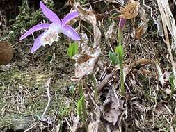 Pleione formosana Hayata resmi