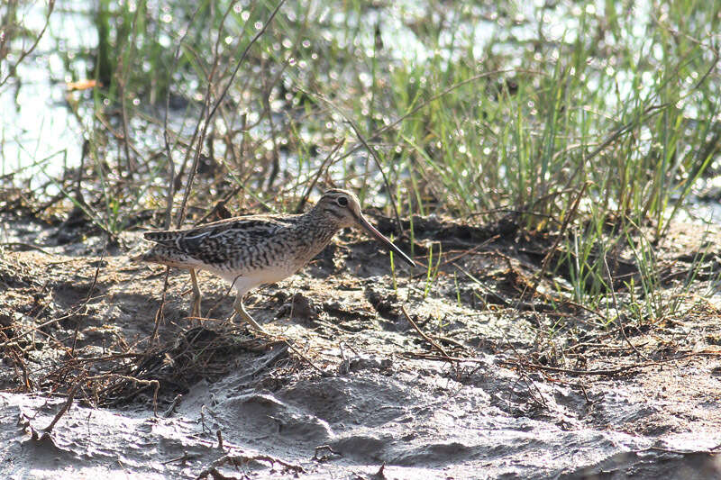 Image of Pin-tailed Snipe