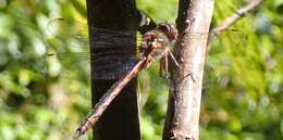 Image of Dusk Dragonfly