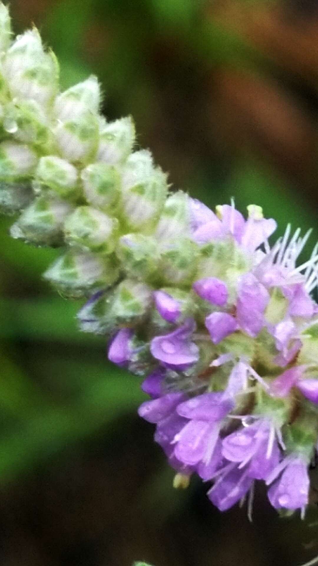 Plancia ëd Dalea villosa var. grisea (Torr. & A. Gray) Barneby