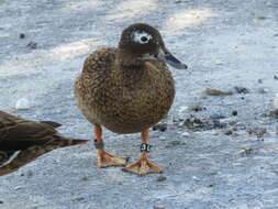 Image of Laysan Duck