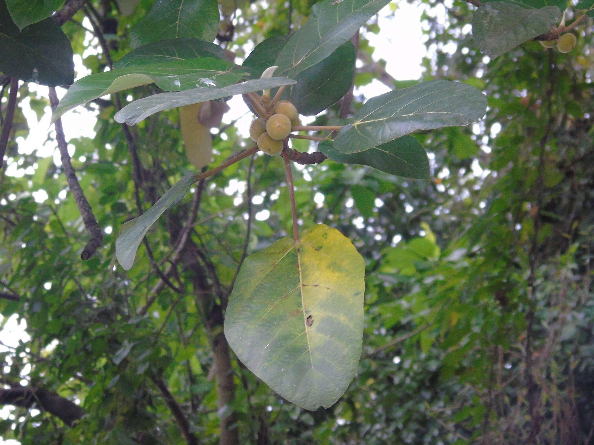 Image of Ficus padana Burm. fil.