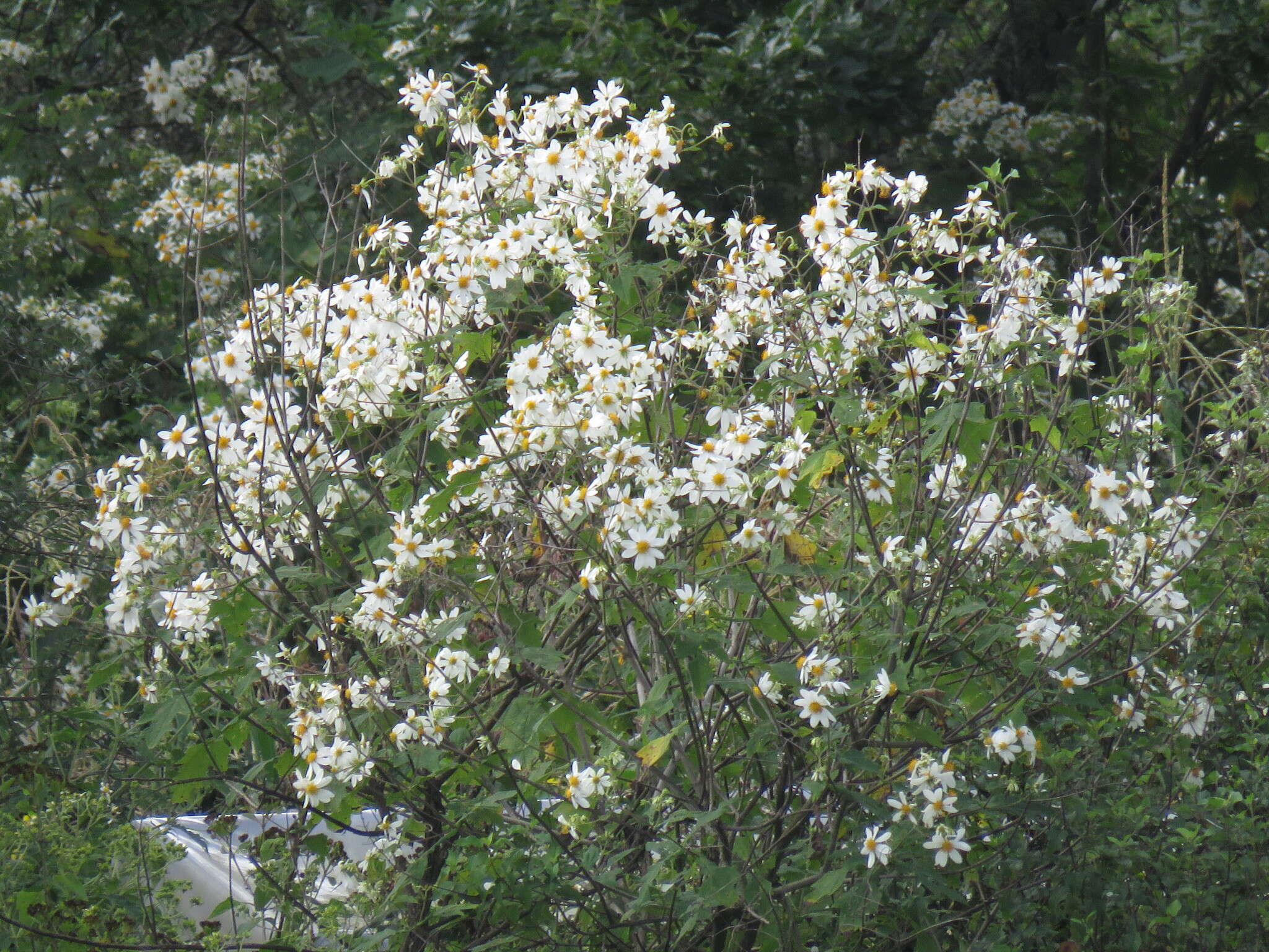 Image of Montanoa grandiflora (DC.) Hemsl.