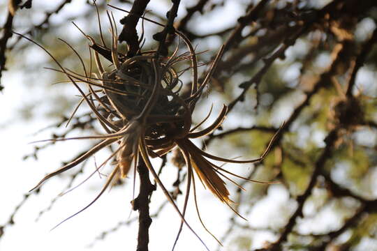 Tillandsia lepidosepala L. B. Sm.的圖片