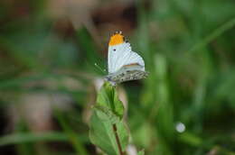 Image of Falcate Orangetip