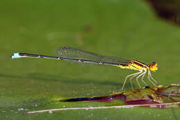 Image of Enallagma sulcatum Williamson 1922