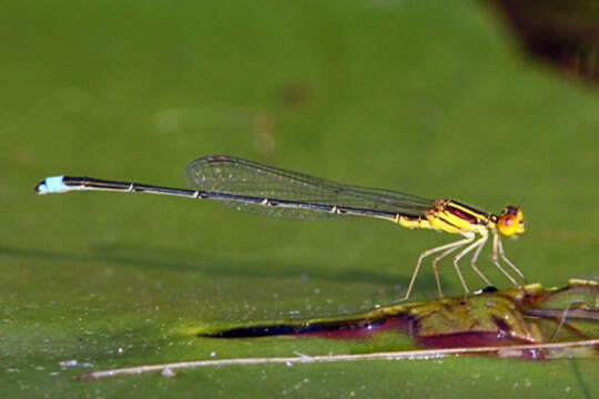 Image of Enallagma sulcatum Williamson 1922