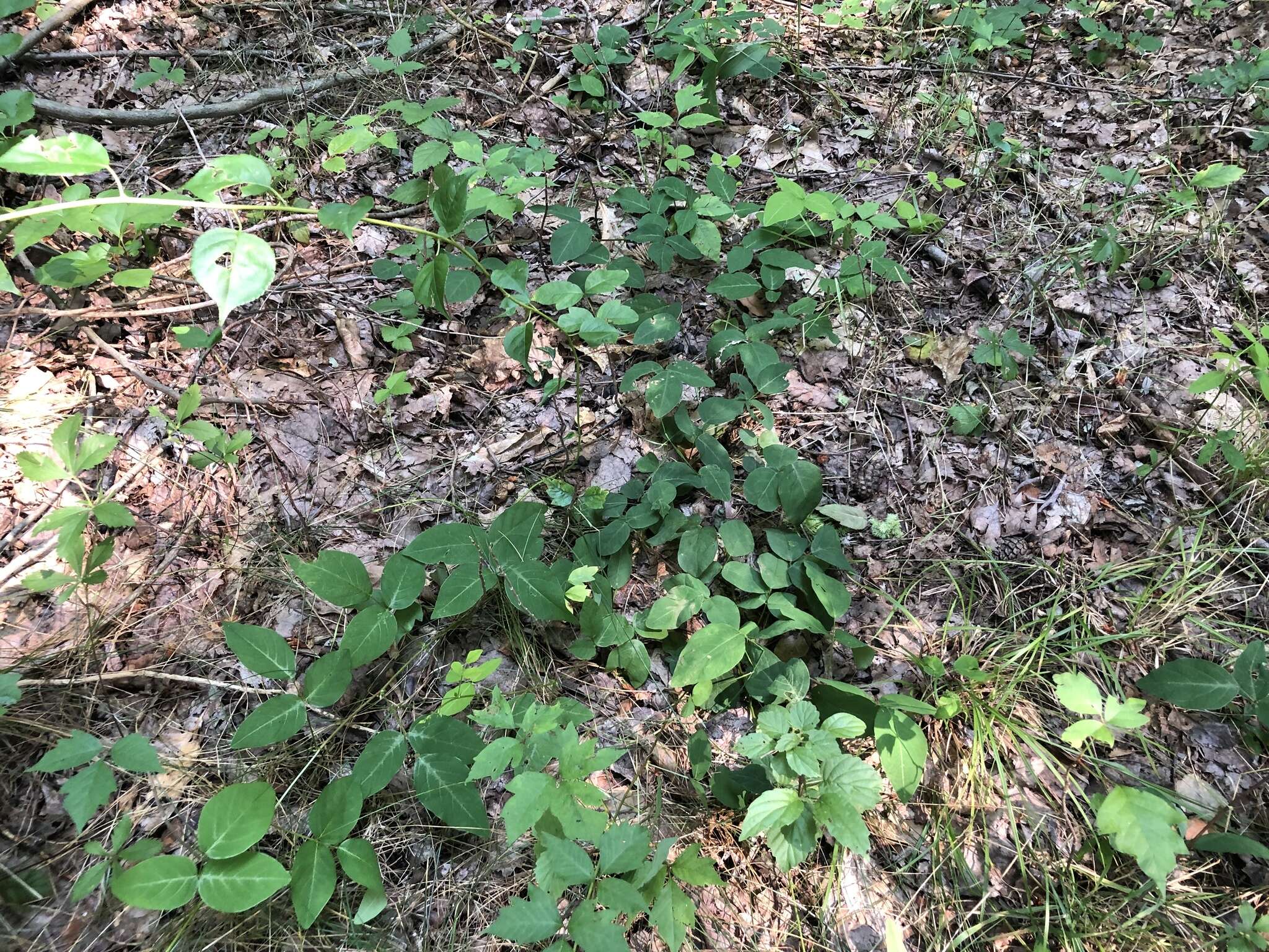 Sivun Desmodium humifusum (Muhl.) Beck kuva