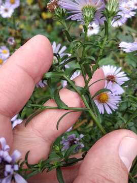 Image of Symphyotrichum versicolor (Willd.) G. L. Nesom