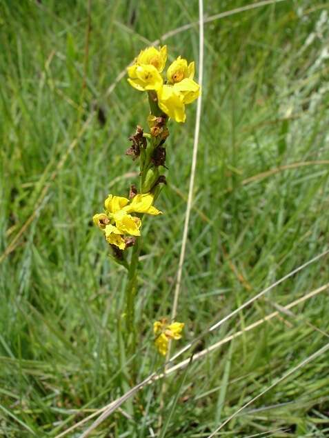 Imagem de Schizochilus zeyheri Sond.