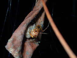 Image of Parasteatoda songi (Zhu 1998)