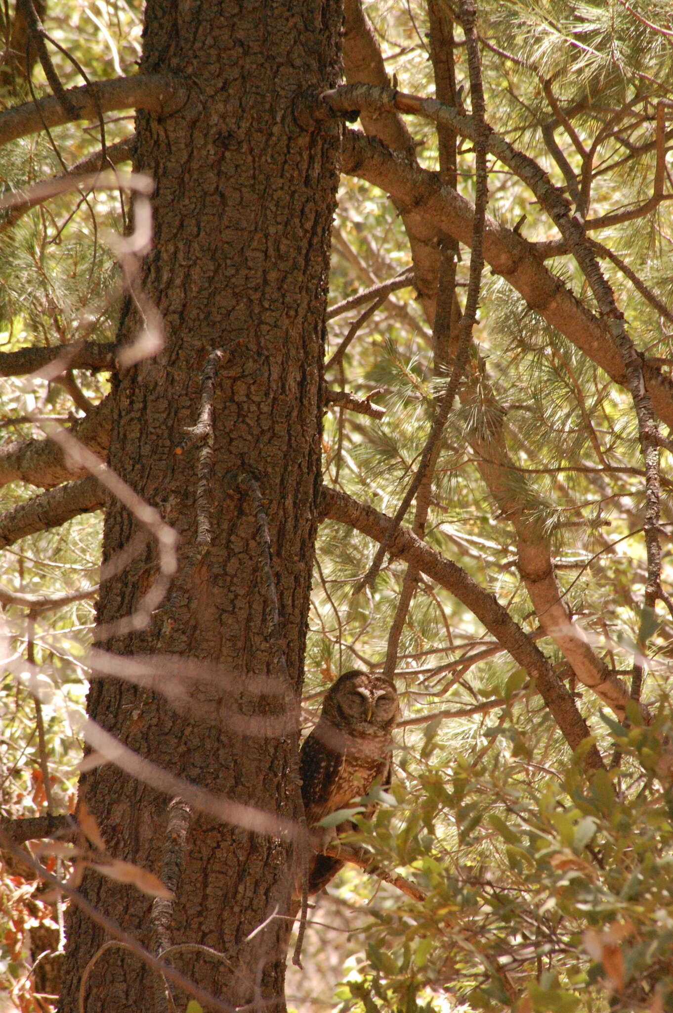 Image of Spotted Owl