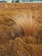 Plancia ëd Chionochloa rubra subsp. cuprea Connor