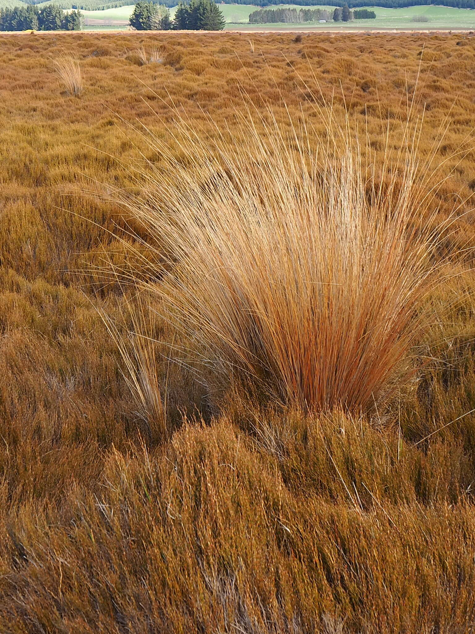 Plancia ëd Chionochloa rubra subsp. cuprea Connor