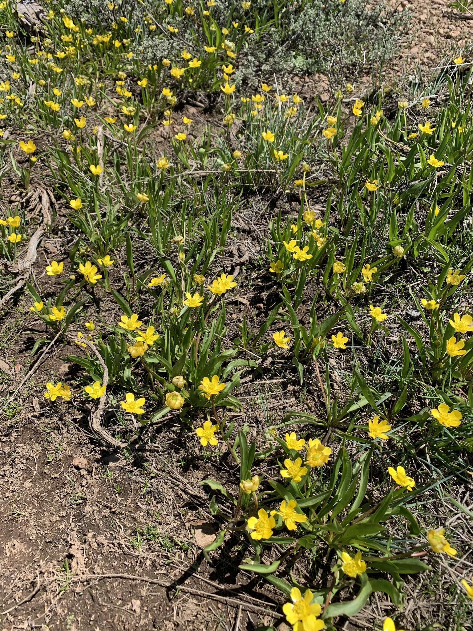 Image of <i>Ranunculus <i>alismifolius</i></i> var. alismifolius