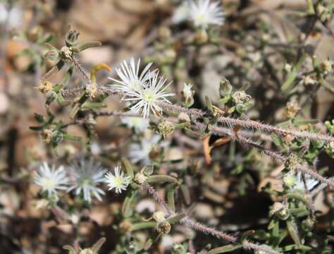 Image of Drosanthemum calycinum (Haw.) Schwant.