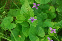 Слика од Viola langsdorfii subsp. sachalinensis W. Becker