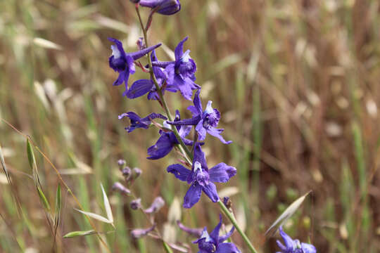 Image of seaside larkspur