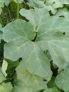 Image of figleaf gourd