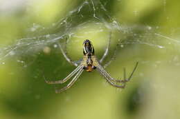 Image of Basilica Orbweaver