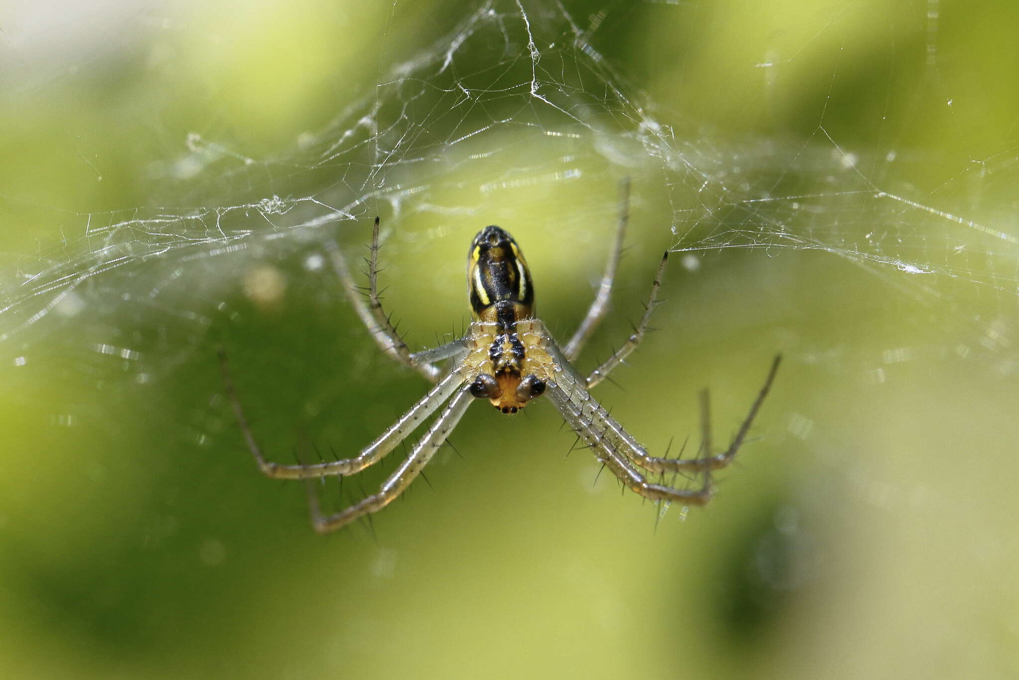 Image of Basilica Orbweaver