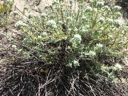 Image of Teucrium dunense Sennen