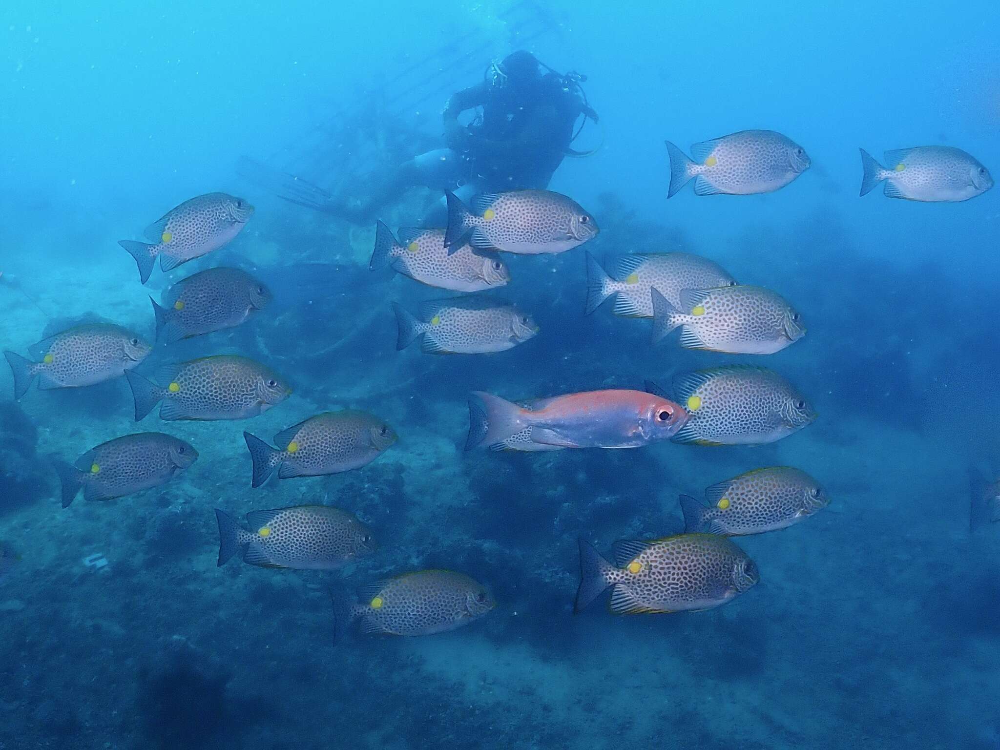 Image of Golden rabbitfish