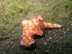 Image of Ceratosoma trilobatum (J. E. Gray 1827)