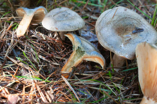 Image of Lactarius quieticolor Romagn. 1958