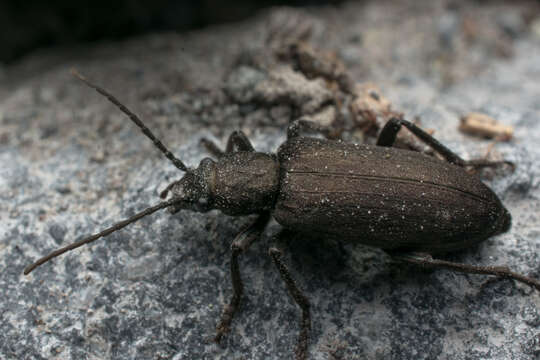 Image of Ditylus quadricollis (Le Conte 1851)