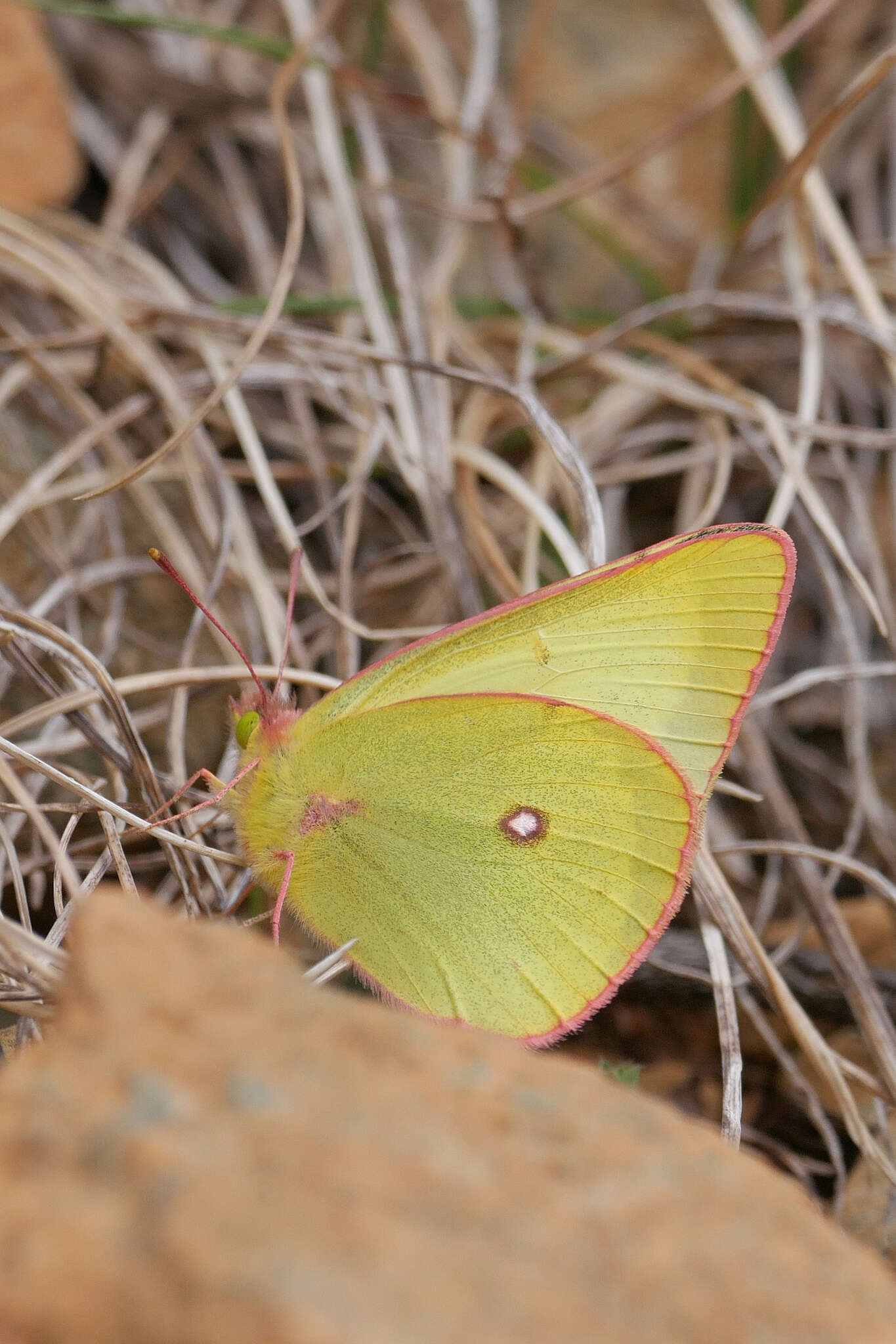 صورة Colias occidentalis Scudder 1862