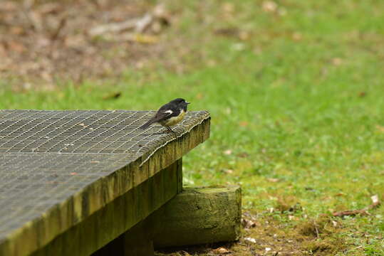 Image of Chatham Tomtit