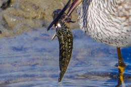 Image of Bay blenny