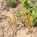 Image of Eugenia capensis subsp. albanensis (Sond.) F. White